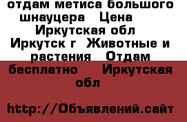 отдам метиса большого шнауцера › Цена ­ 1 - Иркутская обл., Иркутск г. Животные и растения » Отдам бесплатно   . Иркутская обл.